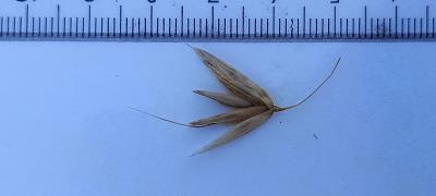 Click for 3 image(s) for this accession. Spikelet